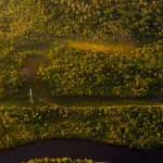 A Amazônia verde – um pouco da sua história